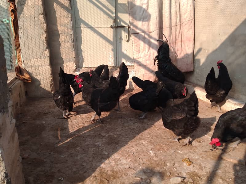 Austrolorp hens for sale 10