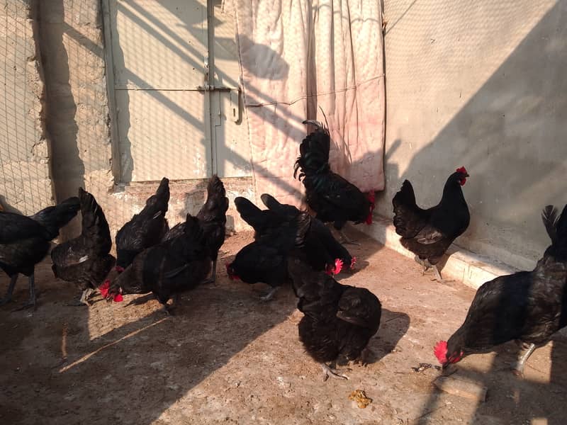 Austrolorp hens for sale 11