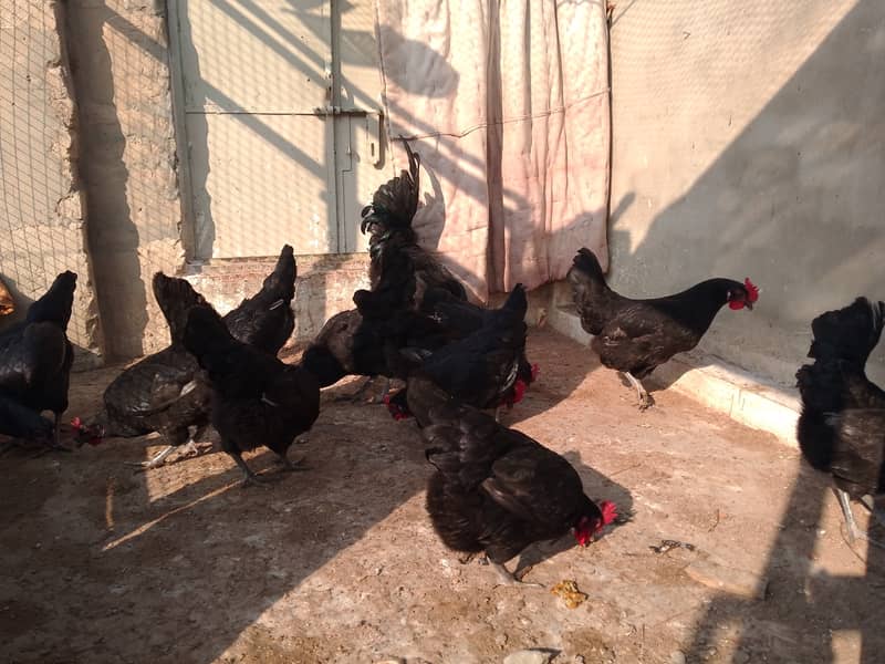 Austrolorp hens for sale 12