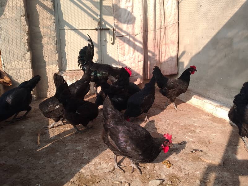 Austrolorp hens for sale 13