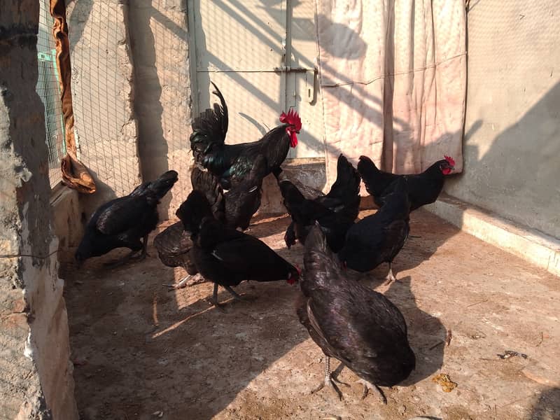 Austrolorp hens for sale 14