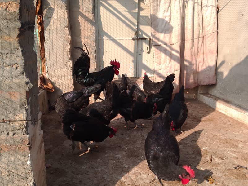 Austrolorp hens for sale 15