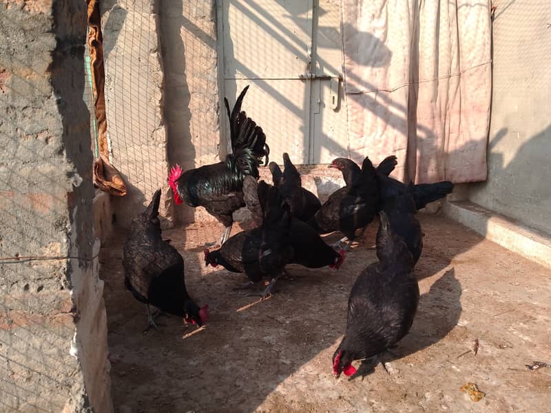 Austrolorp hens for sale 16