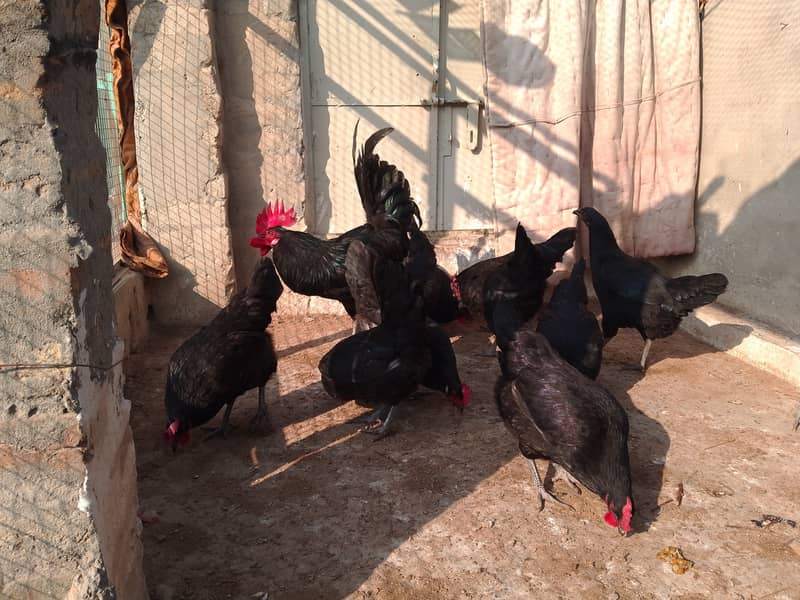 Austrolorp hens for sale 17