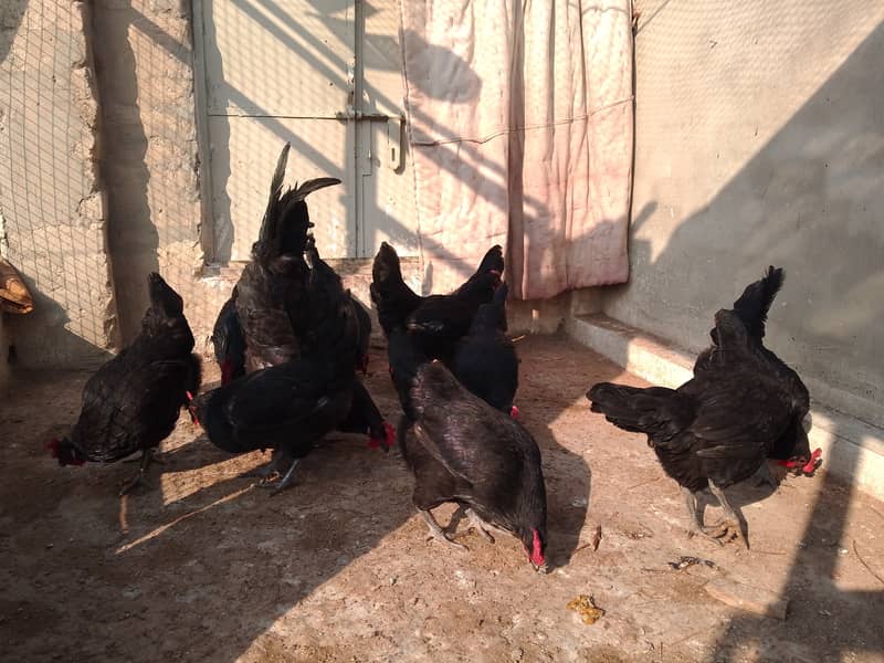 Austrolorp hens for sale 18