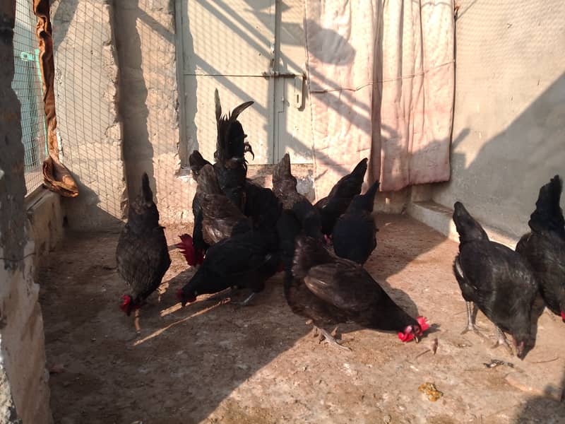 Austrolorp hens for sale 19