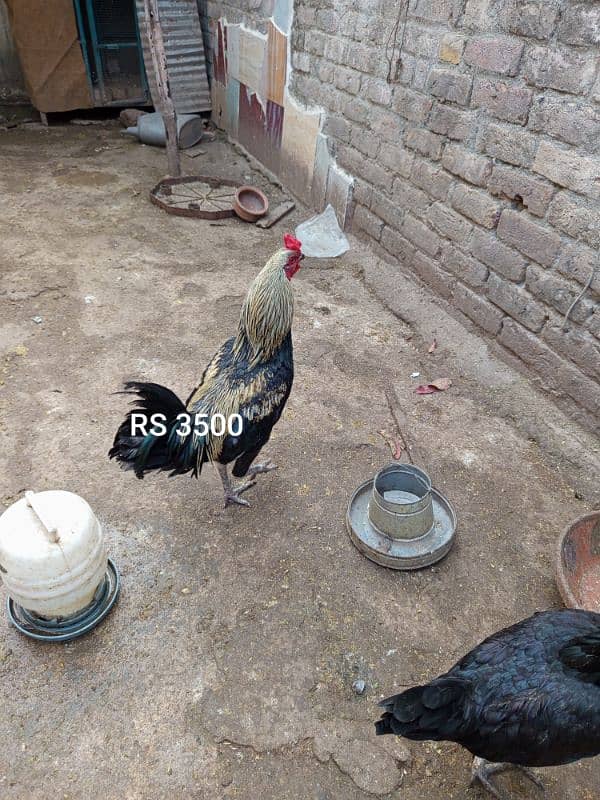 home chicken for sale 0