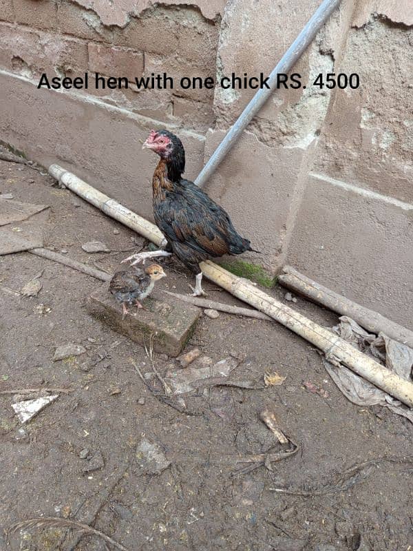 home chicken for sale 1