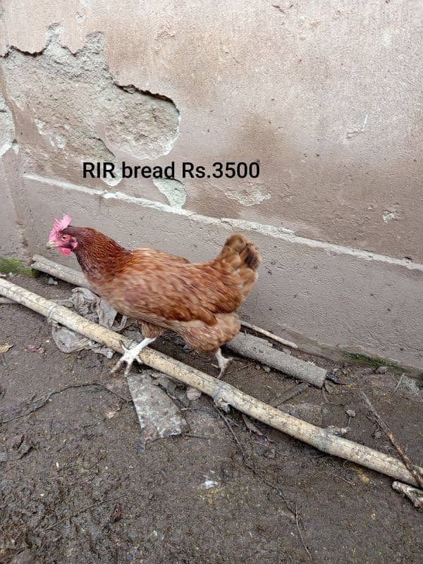 home chicken for sale 2