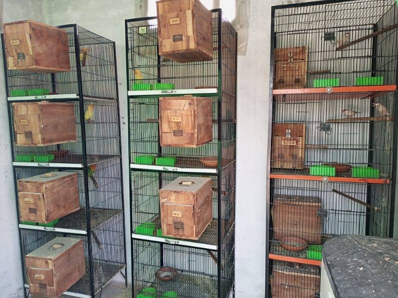 All setup for sale lovebirds fawn java cages and boxes (03014482980). 0