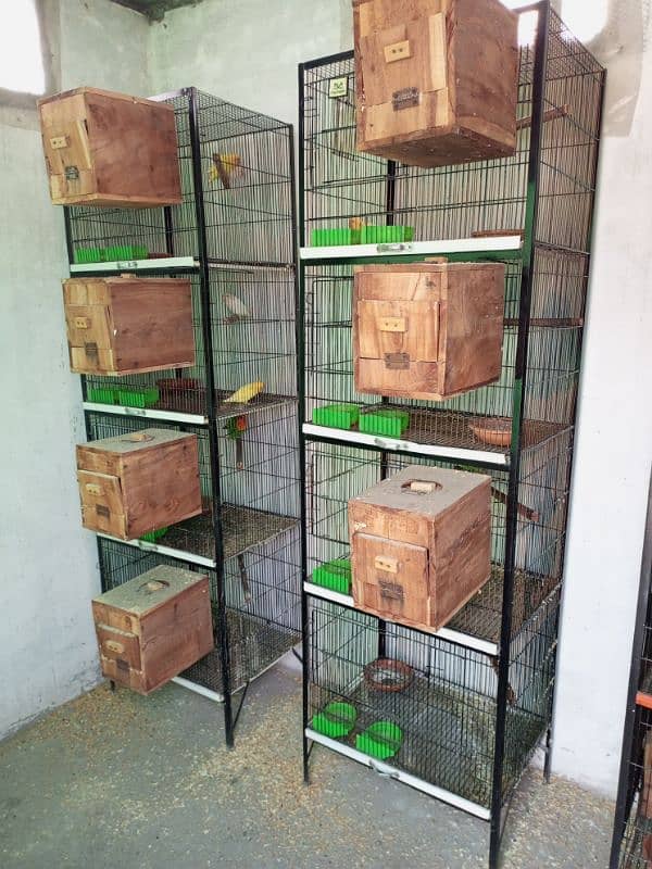 All setup for sale lovebirds fawn java cages and boxes (03014482980). 1