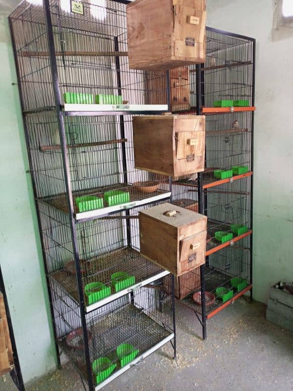 All setup for sale lovebirds fawn java cages and boxes (03014482980). 2