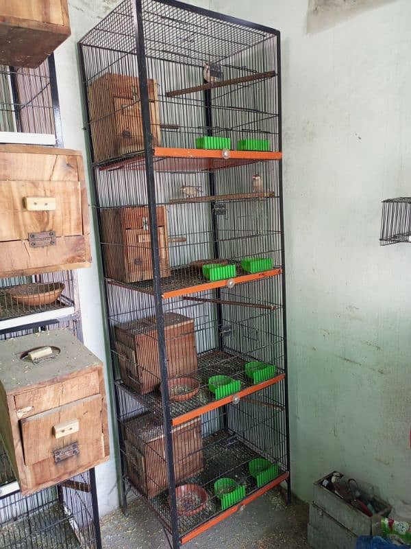 All setup for sale lovebirds fawn java cages and boxes (03014482980). 3