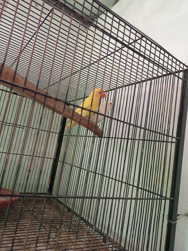 All setup for sale lovebirds fawn java cages and boxes (03014482980). 4