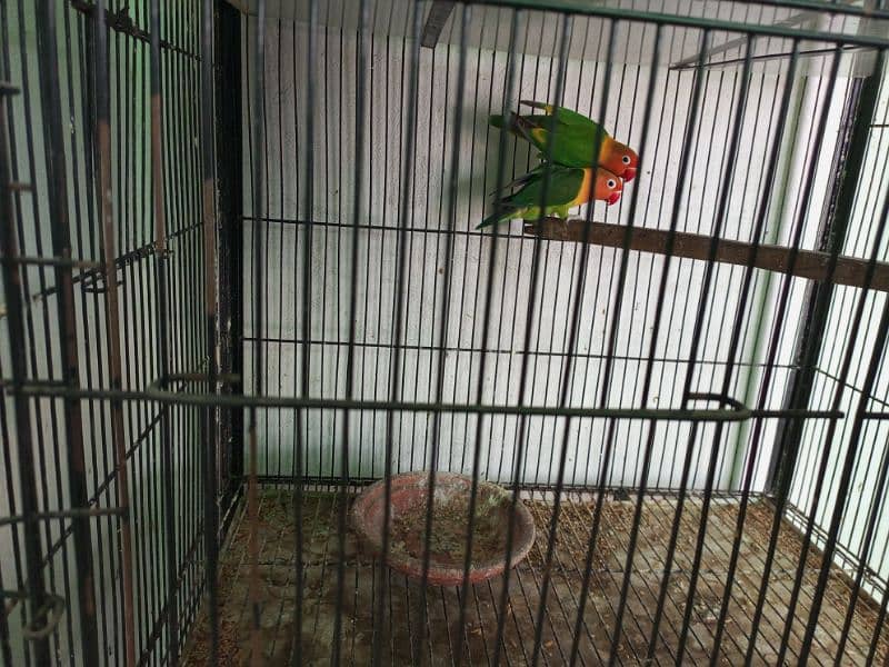 All setup for sale lovebirds fawn java cages and boxes (03014482980). 6