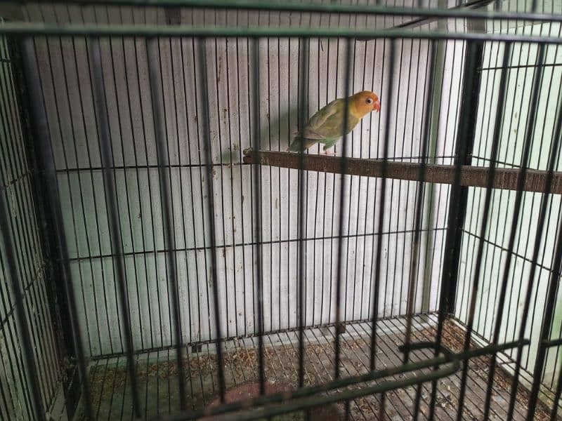 All setup for sale lovebirds fawn java cages and boxes (03014482980). 8