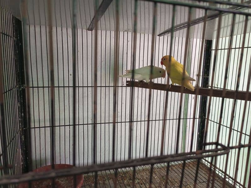 All setup for sale lovebirds fawn java cages and boxes (03014482980). 10