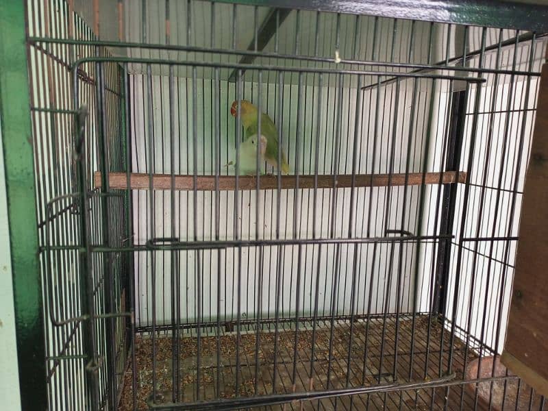 All setup for sale lovebirds fawn java cages and boxes (03014482980). 12