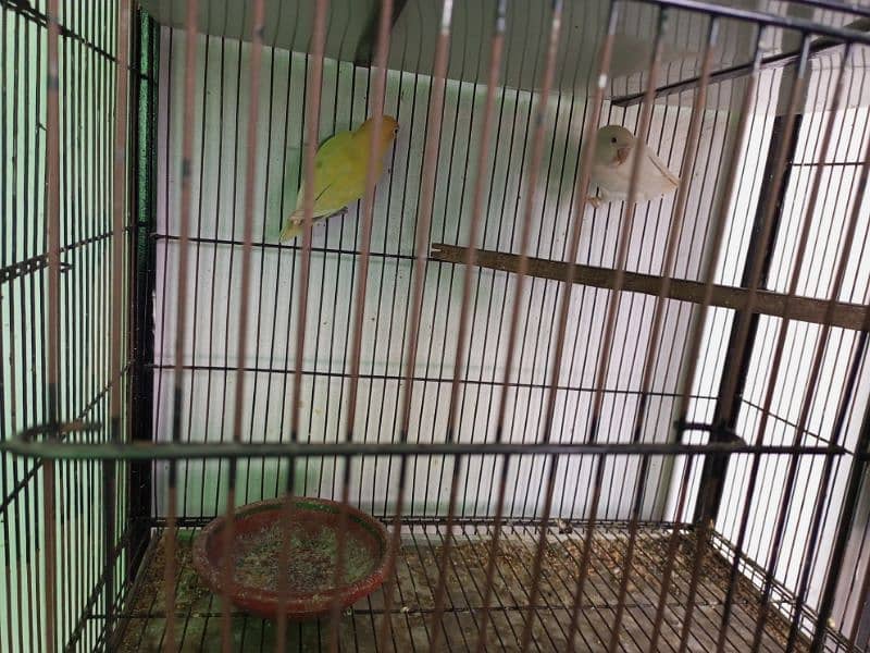 All setup for sale lovebirds fawn java cages and boxes (03014482980). 13