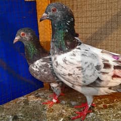 pigeon pure kamgar pair argent sale ?