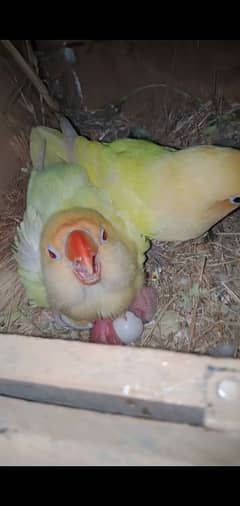 Cremino Female Decino Male with eggs and chick