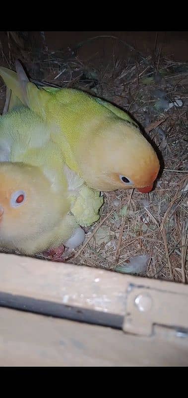 Cremino Female Decino Male with eggs and chick 1