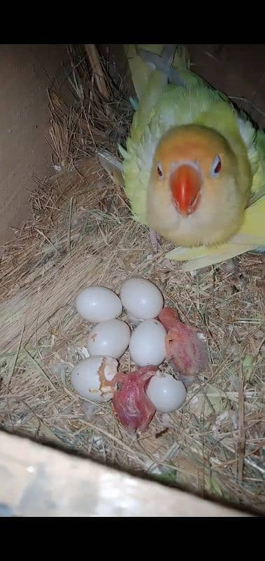 Cremino Female Decino Male with eggs and chick 2