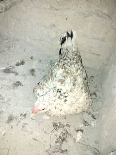 Krok Chena mianwali female White Eyes Tight Jor