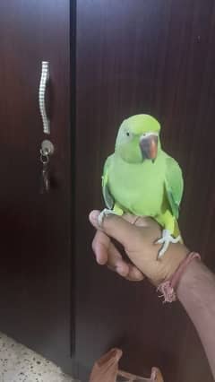 Semi hand tame parrot for sale