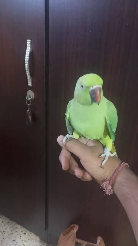 Semi hand tame parrot for sale 0