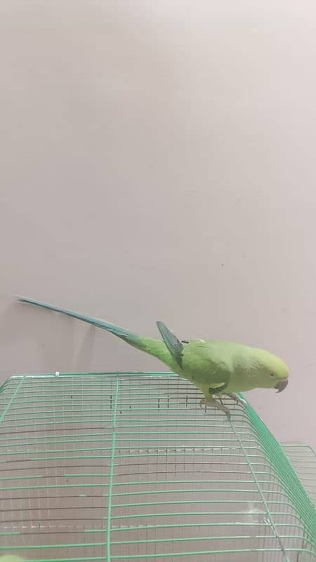 Semi hand tame parrot for sale 1