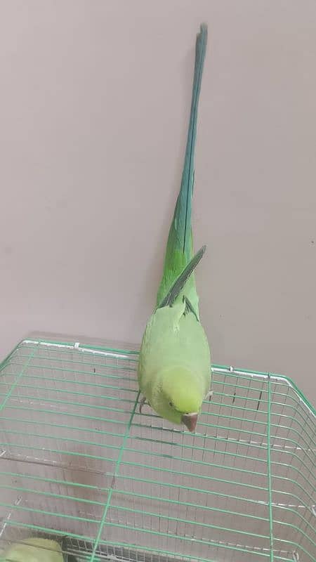 Semi hand tame parrot for sale 2