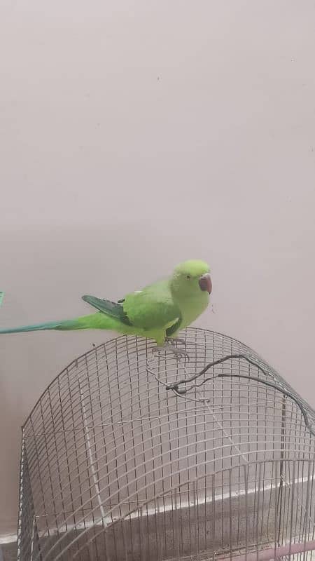 Semi hand tame parrot for sale 3