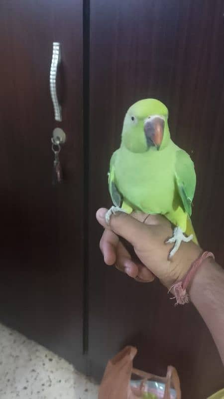 Semi hand tame parrot for sale 4