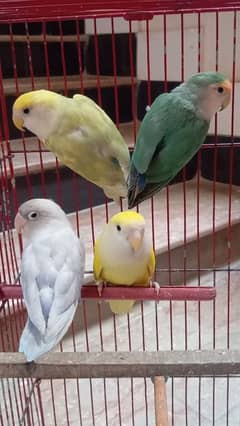 All birds sale urgent