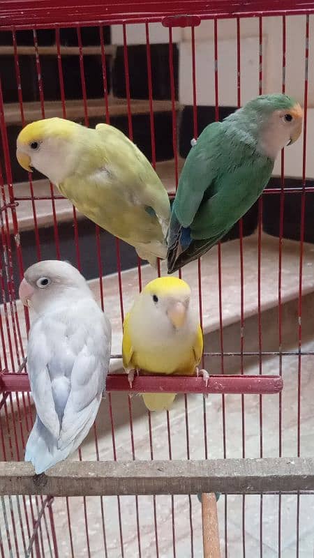 All birds sale urgent 0