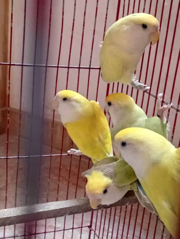 All birds sale urgent 1