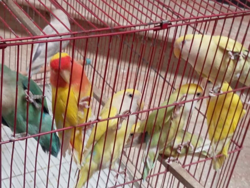 All birds sale urgent 2