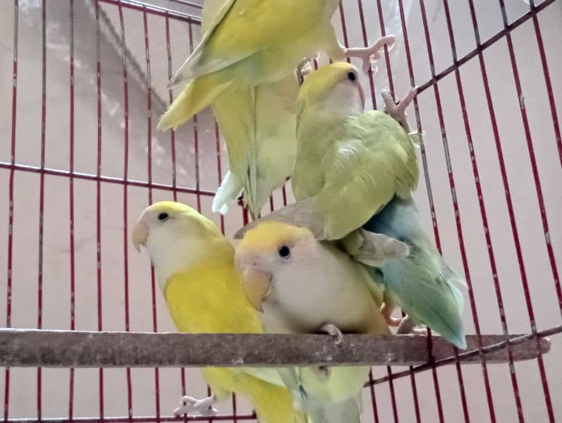 All birds sale urgent 3