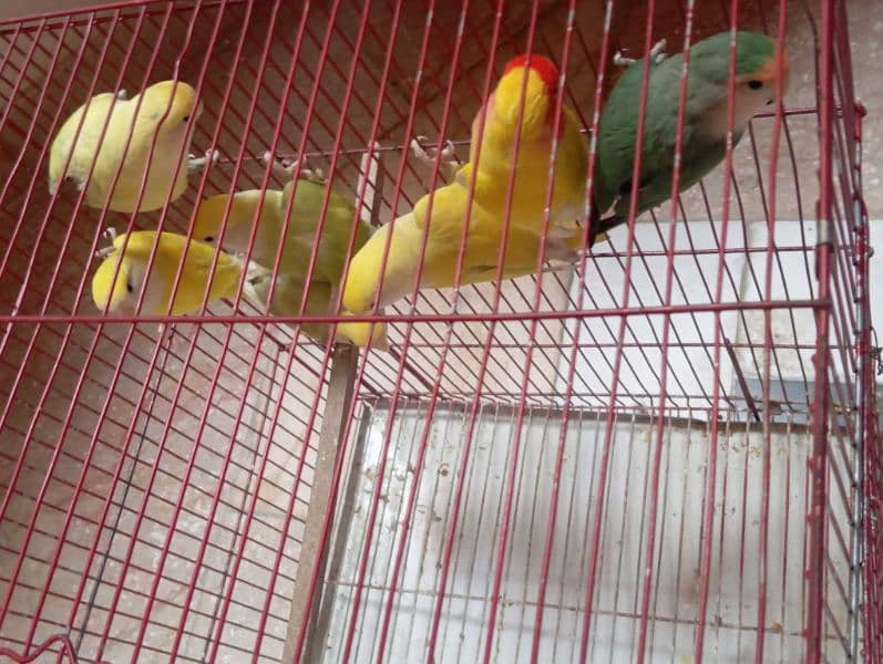 All birds sale urgent 5