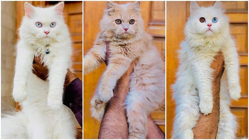 Persian kitten cats 0