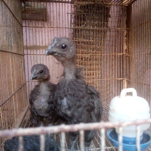 Ayam cemani Black tongue 0