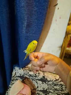 Fully hand tamed budgie parrot available