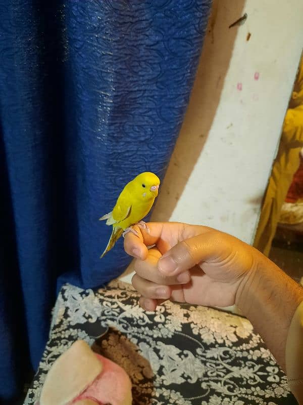 Fully hand tamed budgie parrot available 0