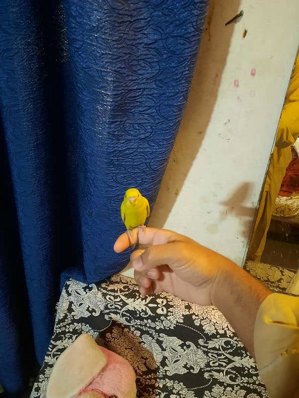 Fully hand tamed budgie parrot available 3