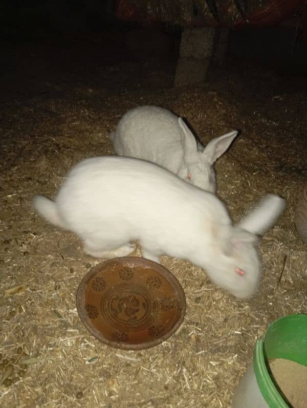 newzeland white rabbits 0