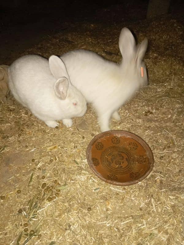 newzeland white rabbits 1