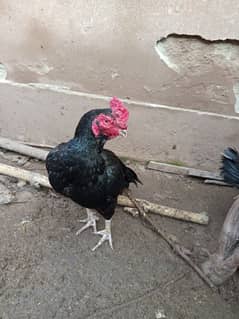 Aseel black young murga small beak