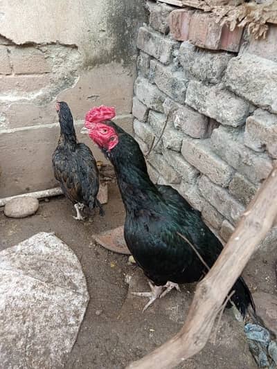 Aseel black young murga small beak