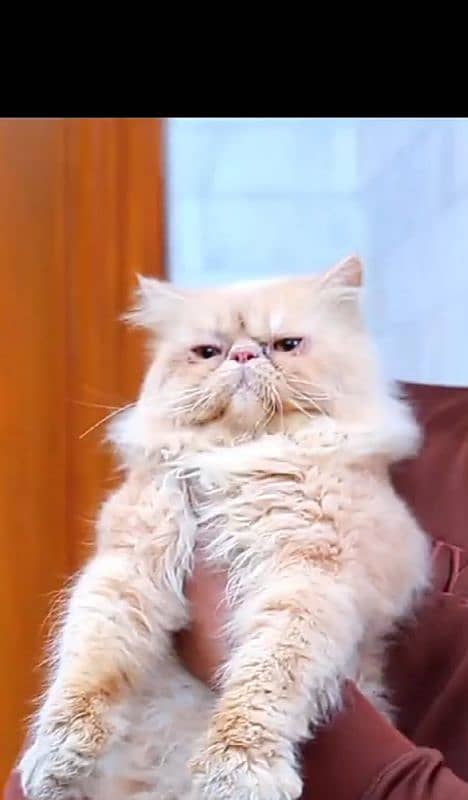 Pure Piki-Faced Persian Male Cat Available for Stud Service price 4000 0